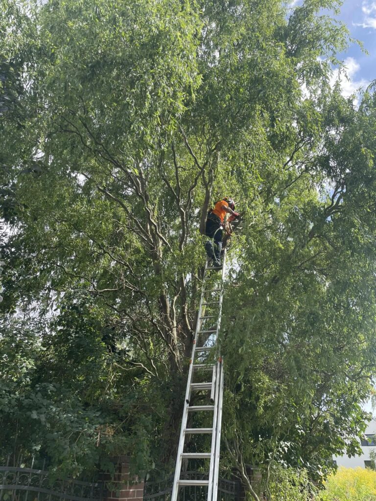 Wycinka gałęzi - Szczecin. Usługi alpinistyczne, prace wysokościowe 2