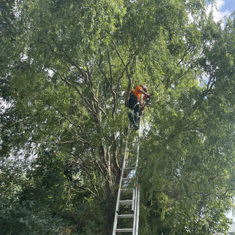 Wycinka gałęzi - Szczecin. Usługi alpinistyczne, prace wysokościowe 2